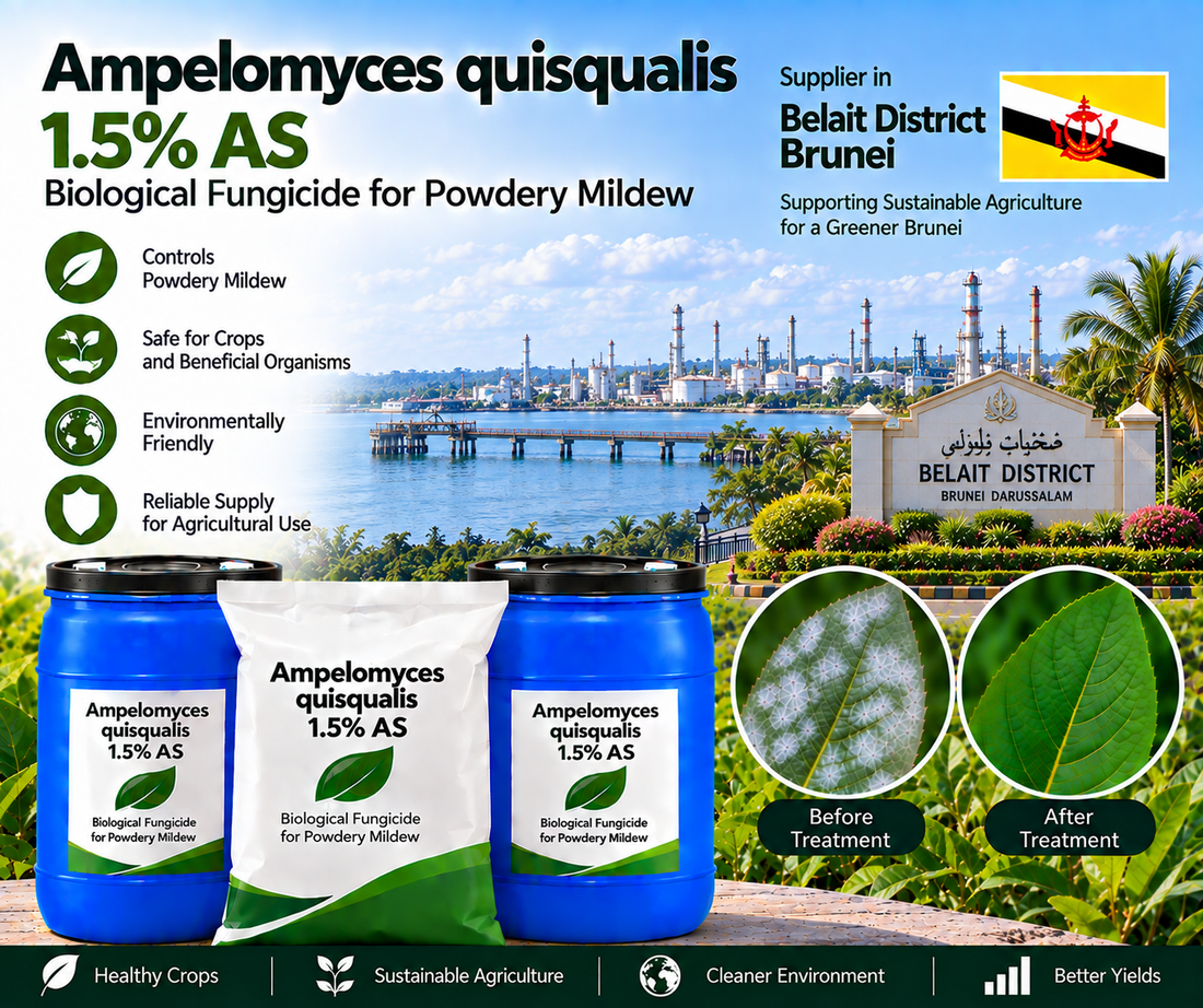 Ampelomyces quisqualis 1.5% AS Supplier in Belait District Brunei | Biological Fungicide for Powdery Mildew