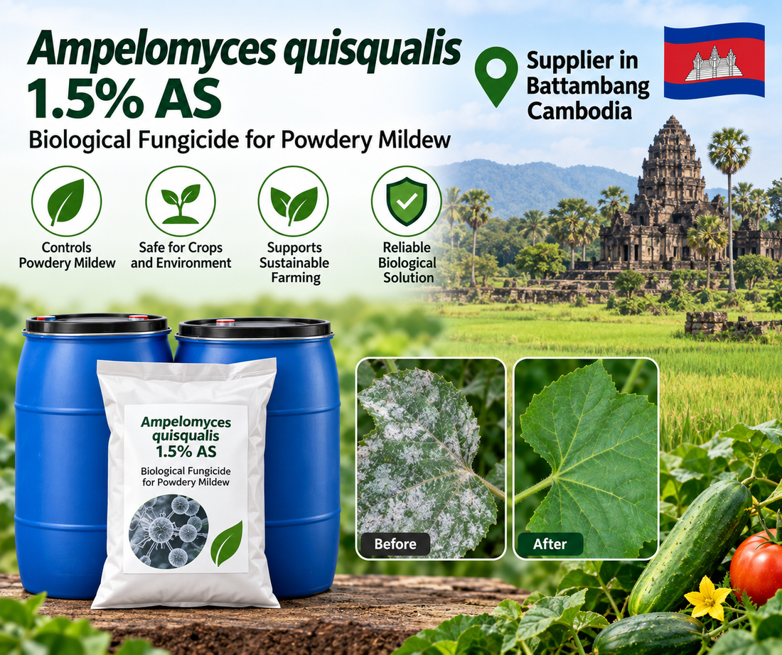 Ampelomyces quisqualis 1.5% AS Supplier in Battambang Cambodia | Biological Fungicide for Powdery Mildew