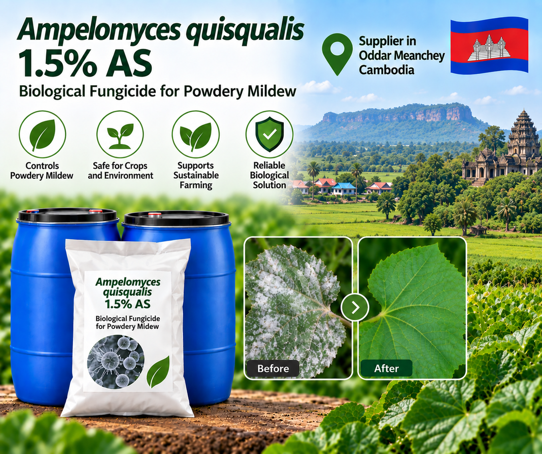 Ampelomyces quisqualis 1.5% AS Supplier in Oddar Meanchey Cambodia | Biological Fungicide for Powdery Mildew