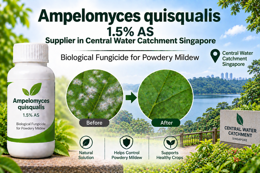Ampelomyces quisqualis 1.5% AS Supplier in Central Water Catchment Singapore | Biological Fungicide for Powdery Mildew