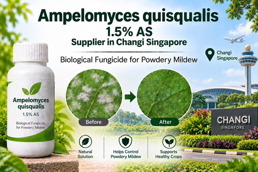 Ampelomyces quisqualis 1.5% AS Supplier in Changi Singapore | Biological Fungicide for Powdery Mildew