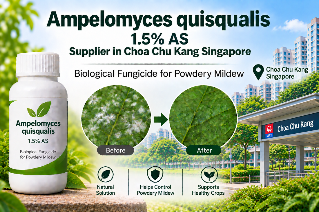 Ampelomyces quisqualis 1.5% AS Supplier in Choa Chu Kang Singapore | Biological Fungicide for Powdery Mildew
