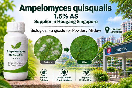 Ampelomyces quisqualis 1.5% AS Supplier in Hougang Singapore | Biological Fungicide for Powdery Mildew