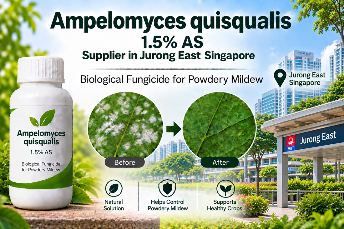 Ampelomyces quisqualis 1.5% AS Supplier in Jurong East Singapore | Biological Fungicide for Powdery Mildew