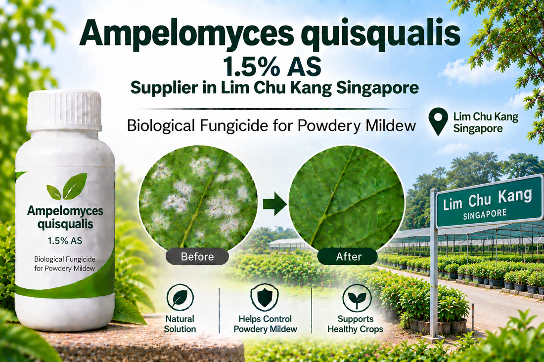 Ampelomyces quisqualis 1.5% AS Supplier in Lim Chu Kang Singapore | Biological Fungicide for Powdery Mildew