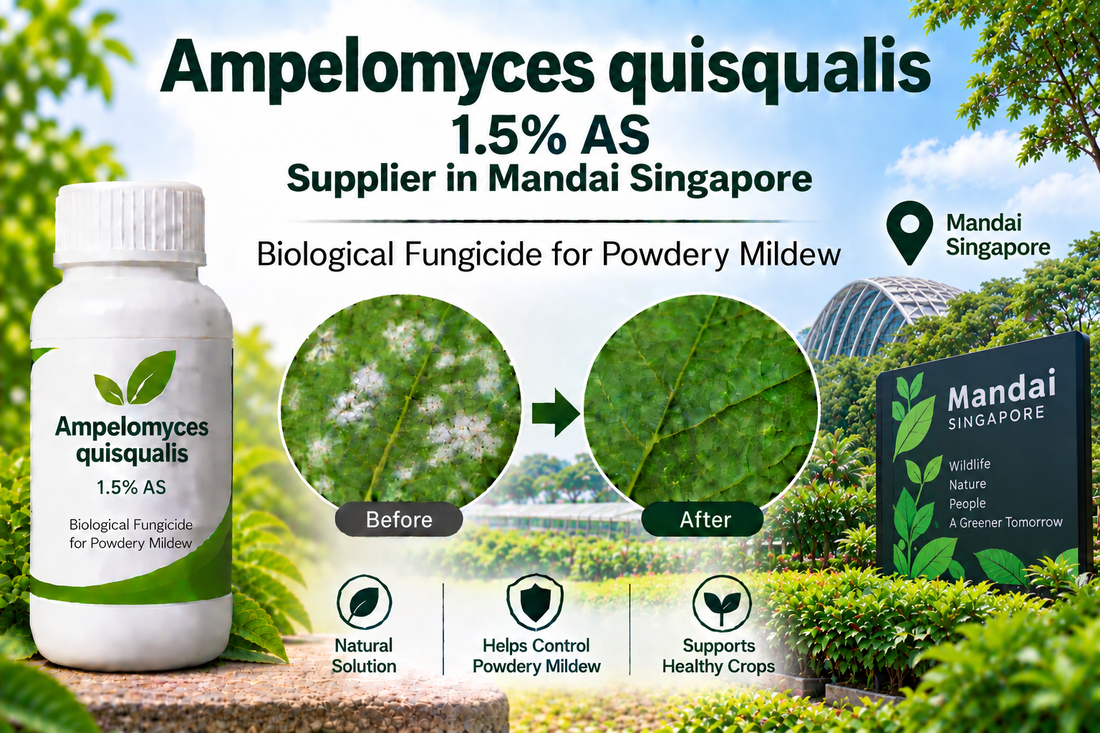 Ampelomyces quisqualis 1.5% AS Supplier in Mandai Singapore | Biological Fungicide for Powdery Mildew