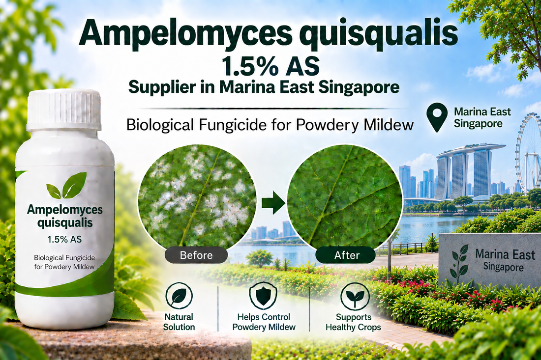 Ampelomyces quisqualis 1.5% AS Supplier in Marina East Singapore | Biological Fungicide for Powdery Mildew