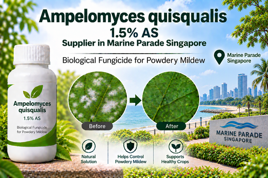 Ampelomyces quisqualis 1.5% AS Supplier in Marine Parade Singapore | Biological Fungicide for Powdery Mildew