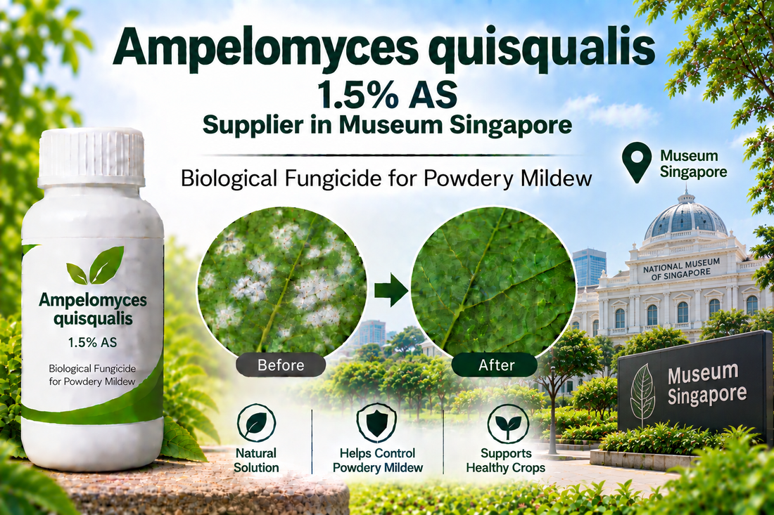 Ampelomyces quisqualis 1.5% AS Supplier in Museum Singapore | Biological Fungicide for Powdery Mildew