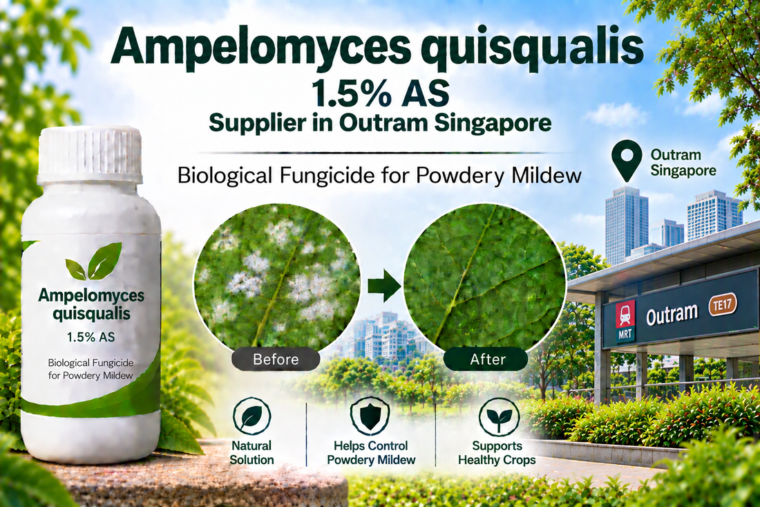 Ampelomyces quisqualis 1.5% AS Supplier in Outram Singapore | Biological Fungicide for Powdery Mildew