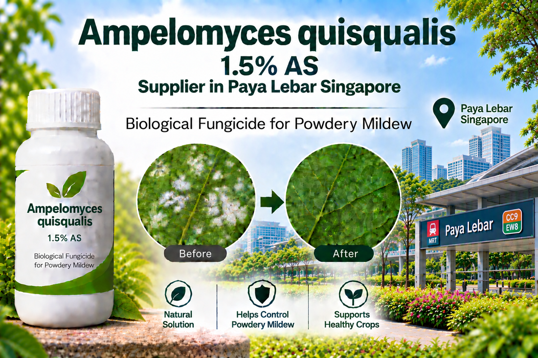 Ampelomyces quisqualis 1.5% AS Supplier in Paya Lebar Singapore | Biological Fungicide for Powdery Mildew