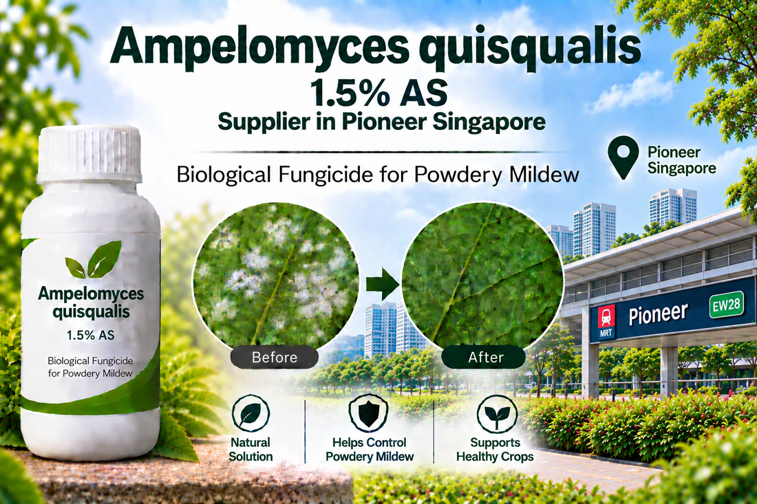 Ampelomyces quisqualis 1.5% AS Supplier in Pioneer Singapore | Biological Fungicide for Powdery Mildew