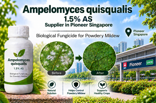 Ampelomyces quisqualis 1.5% AS Supplier in Pioneer Singapore | Biological Fungicide for Powdery Mildew