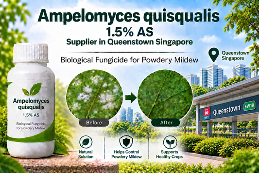 Ampelomyces quisqualis 1.5% AS Supplier in Punggol Singapore | Biological Fungicide for Powdery Mildew