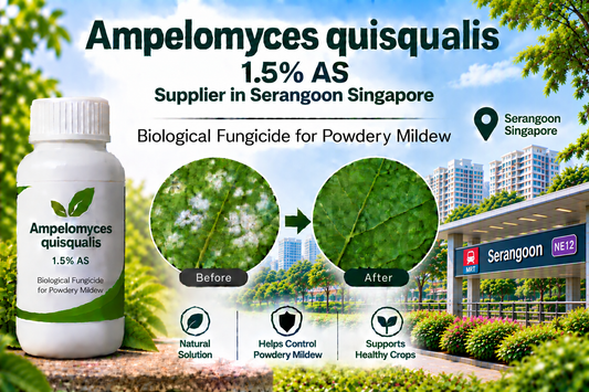 Ampelomyces quisqualis 1.5% AS Supplier in Serangoon Singapore | Biological Fungicide for Powdery Mildew