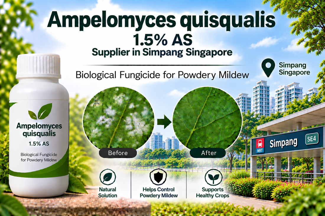 Ampelomyces quisqualis 1.5% AS Supplier in Simpang Singapore | Biological Fungicide for Powdery Mildew