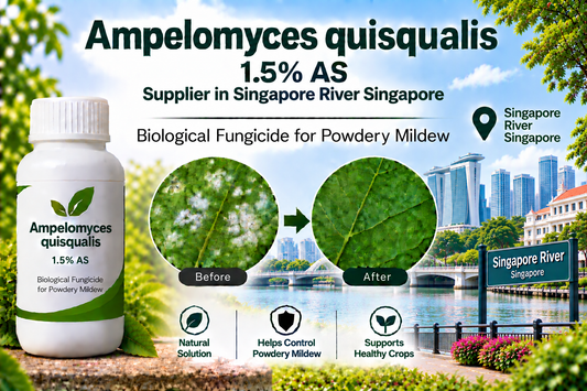 Ampelomyces quisqualis 1.5% AS Supplier in Singapore River Singapore | Biological Fungicide for Powdery Mildew