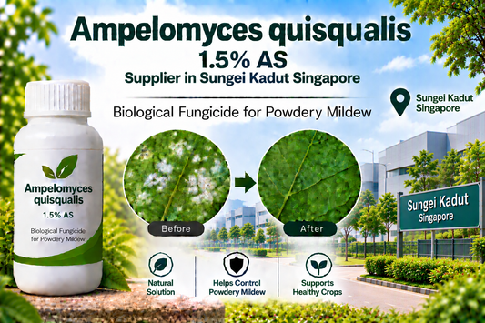 Ampelomyces quisqualis 1.5% AS Supplier in Sungei Kadut Singapore | Biological Fungicide for Powdery Mildew