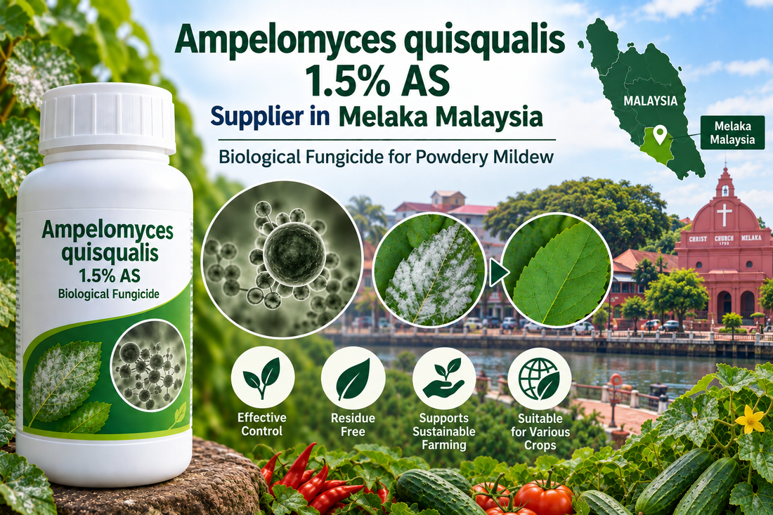 Ampelomyces quisqualis 1.5% AS Supplier in Melaka Malaysia | Biological Fungicide for Powdery Mildew