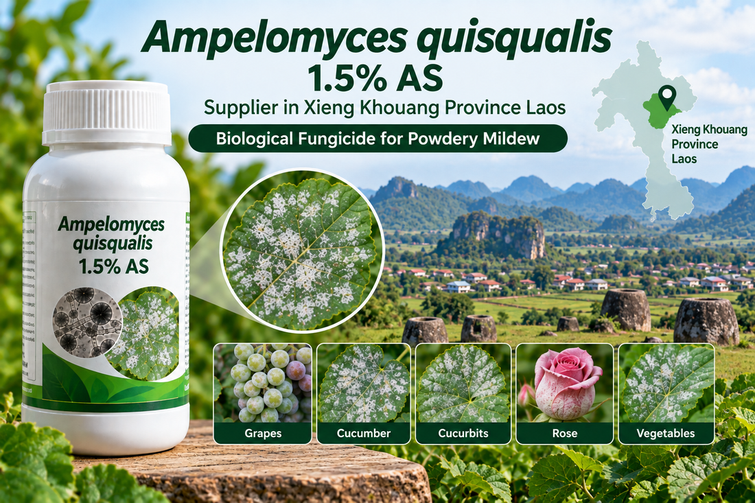 Ampelomyces quisqualis 1.5% AS Supplier in Xieng Khouang Province Laos | Biological Fungicide for Powdery Mildew