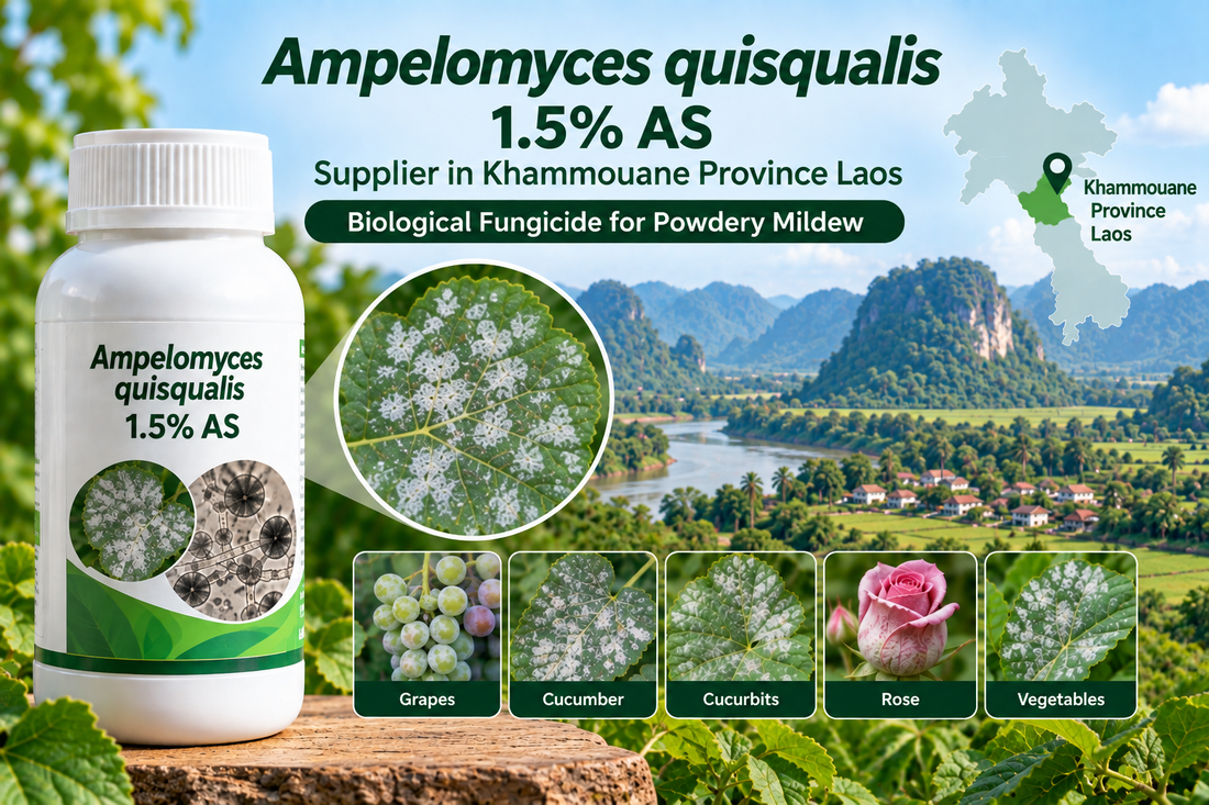 Ampelomyces quisqualis 1.5% AS Supplier in Khammouane Province Laos | Biological Fungicide for Powdery Mildew