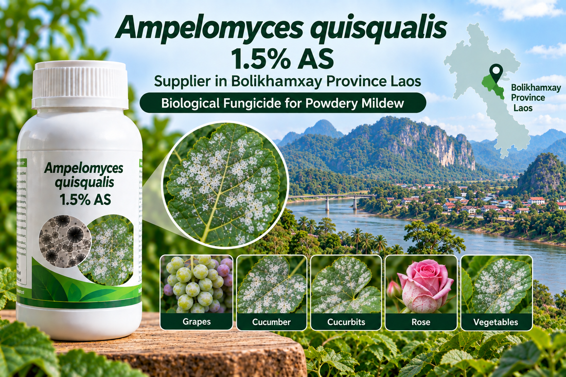Ampelomyces quisqualis 1.5% AS Supplier in Bolikhamxay Province Laos | Biological Fungicide for Powdery Mildew