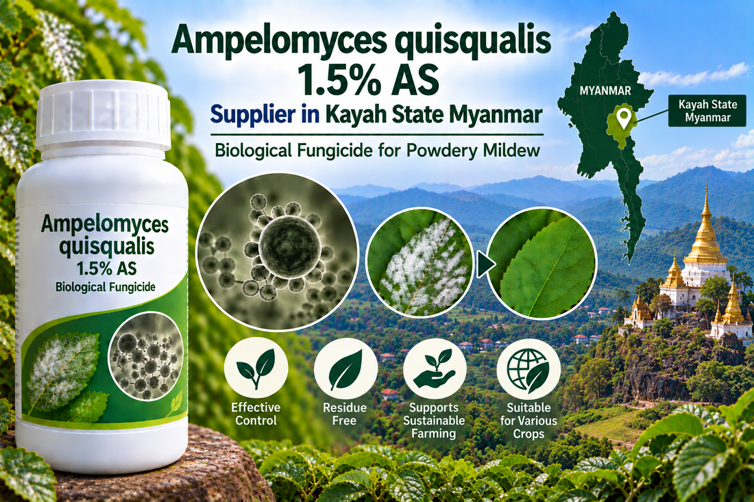 Ampelomyces quisqualis 1.5% AS Supplier in Kayah State Myanmar | Biological Fungicide for Powdery Mildew