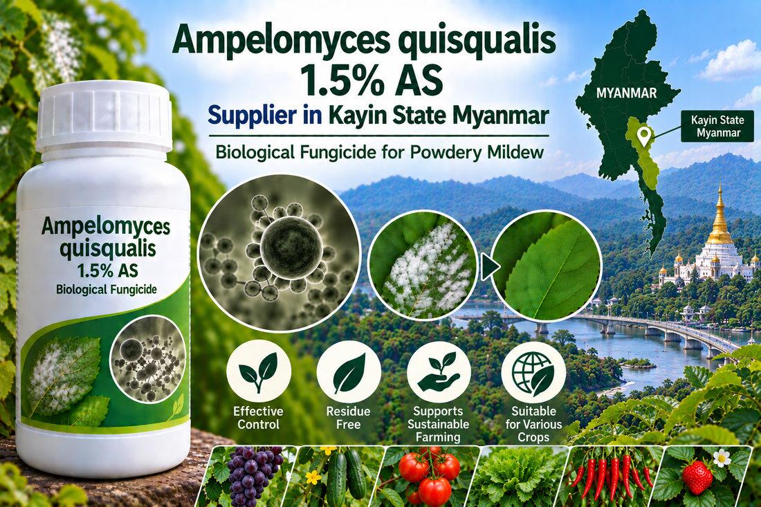 Ampelomyces quisqualis 1.5% AS Supplier in Kayin State Myanmar | Biological Fungicide for Powdery Mildew