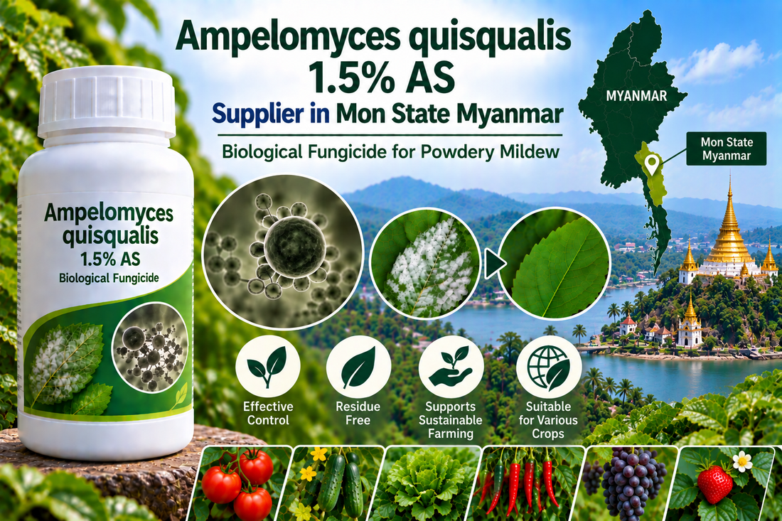 Ampelomyces quisqualis 1.5% AS Supplier in Mon State Myanmar | Biological Fungicide for Powdery Mildew