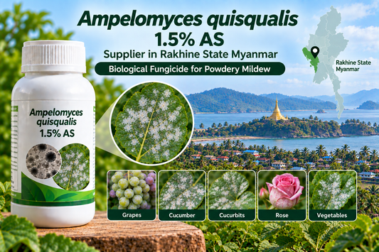 Ampelomyces quisqualis 1.5% AS Supplier in Rakhine State Myanmar | Biological Fungicide for Powdery Mildew