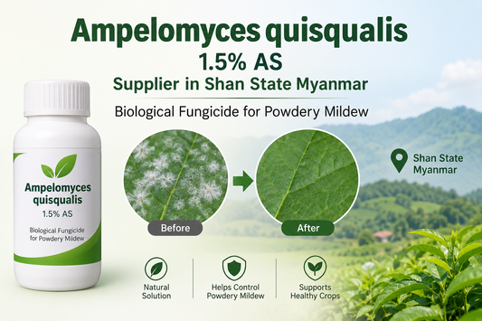 Ampelomyces quisqualis 1.5% AS Supplier in Shan State Myanmar | Biological Fungicide for Powdery Mildew