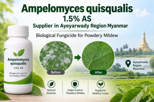 Ampelomyces quisqualis 1.5% AS Supplier in Ayeyarwady Region Myanmar | Biological Fungicide for Powdery Mildew