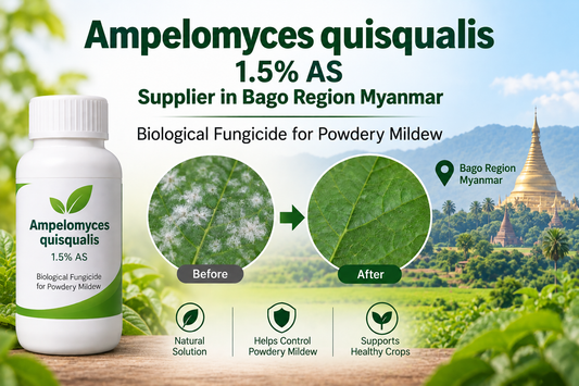 Ampelomyces quisqualis 1.5% AS Supplier in Bago Region Myanmar | Biological Fungicide for Powdery Mildew