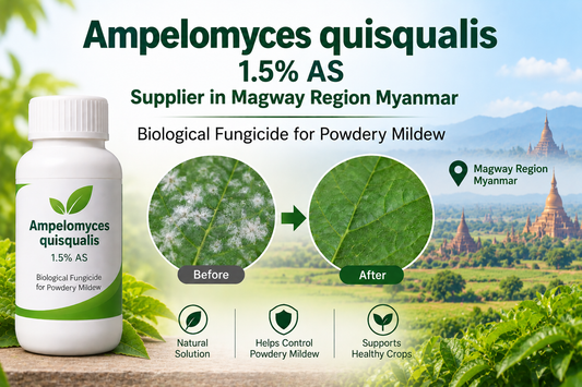 Ampelomyces quisqualis 1.5% AS Supplier in Magway Region Myanmar | Biological Fungicide for Powdery Mildew