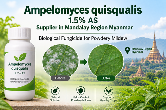 Ampelomyces quisqualis 1.5% AS Supplier in Mandalay Region Myanmar | Biological Fungicide for Powdery Mildew