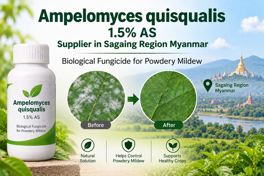 Ampelomyces quisqualis 1.5% AS Supplier in Sagaing Region Myanmar | Biological Fungicide for Powdery Mildew