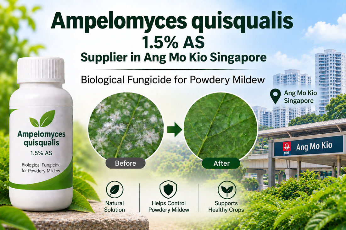 Ampelomyces quisqualis 1.5% AS Supplier in Ang Mo Kio Singapore | Biological Fungicide for Powdery Mildew