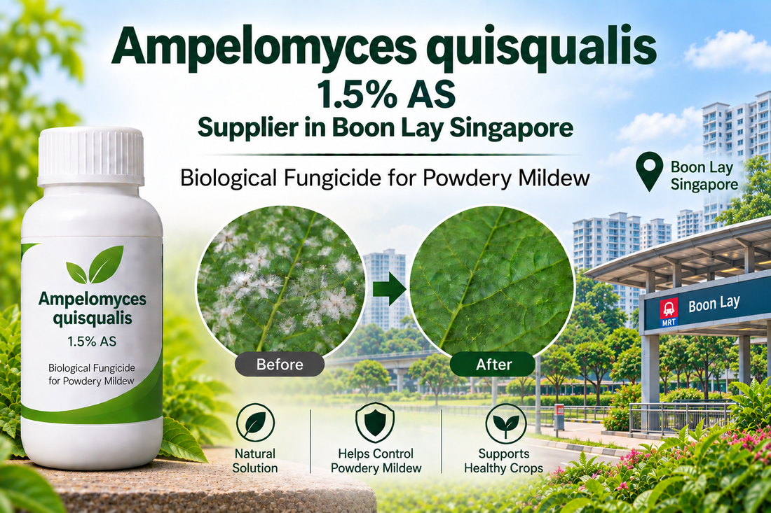 Ampelomyces quisqualis 1.5% AS Supplier in Boon Lay Singapore | Biological Fungicide for Powdery Mildew