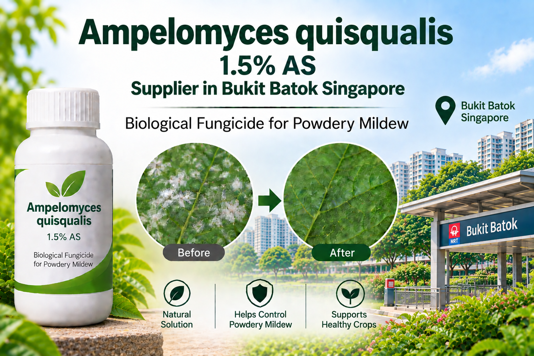 Ampelomyces quisqualis 1.5% AS Supplier in Bukit Batok Singapore | Biological Fungicide for Powdery Mildew