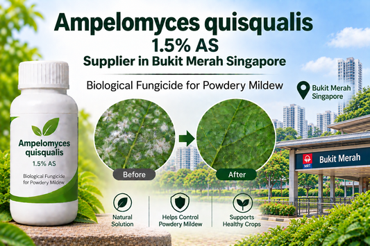 Ampelomyces quisqualis 1.5% AS Supplier in Bukit Merah Singapore | Biological Fungicide for Powdery Mildew