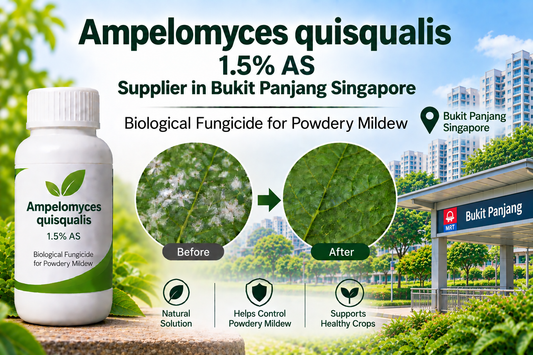 Ampelomyces quisqualis 1.5% AS Supplier in Bukit Panjang Singapore | Biological Fungicide for Powdery Mildew