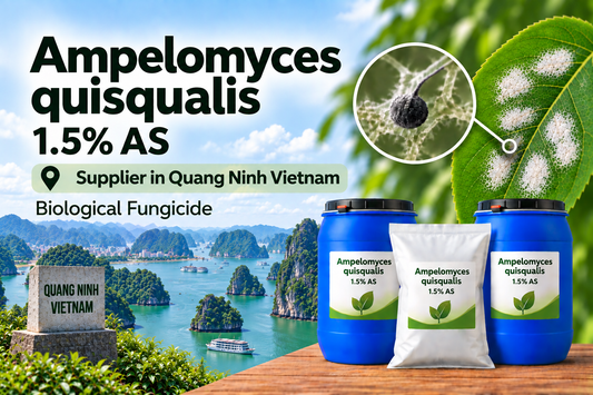 Ampelomyces quisqualis 1.5% AS Supplier in Quang Ninh Vietnam | Biological Fungicide