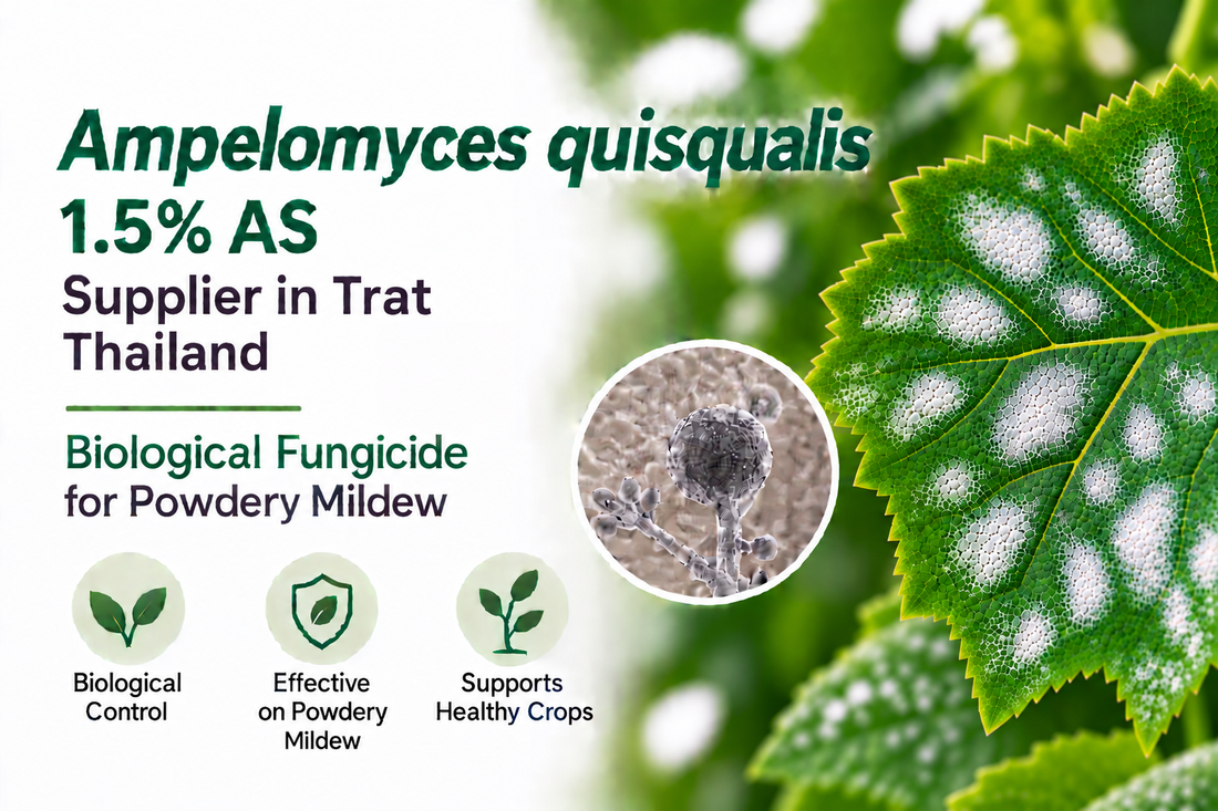 Ampelomyces quisqualis 1.5% AS Supplier in Trat Thailand | Biological Fungicide for Powdery Mildew