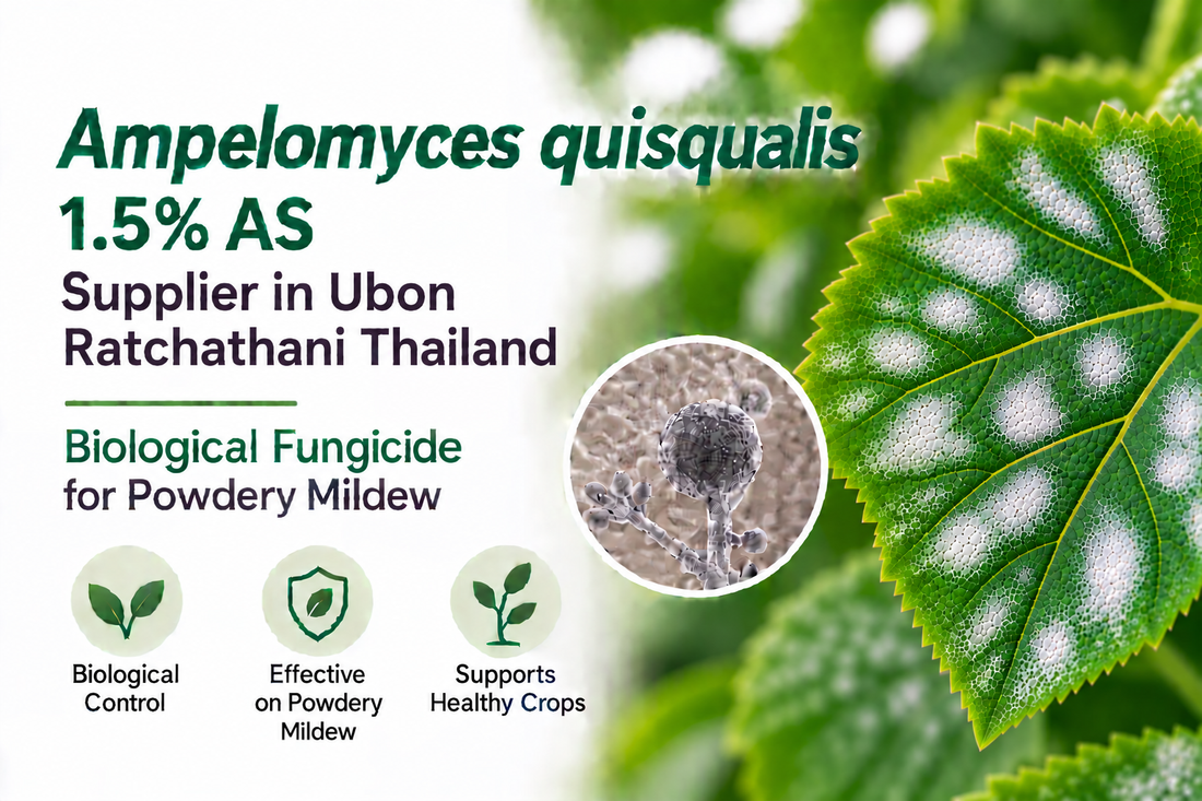 Ampelomyces quisqualis 1.5% AS Supplier in Ubon Ratchathani Thailand | Biological Fungicide for Powdery Mildew