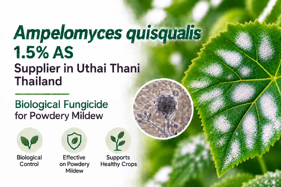 Ampelomyces quisqualis 1.5% AS Supplier in Uthai Thani Thailand | Biological Fungicide for Powdery Mildew
