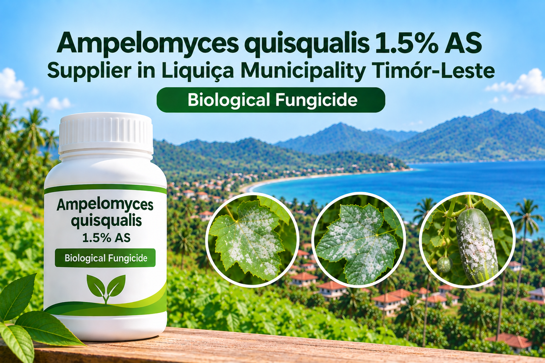 Ampelomyces quisqualis 1.5% AS Supplier in Liquiçá Municipality Timor-Leste | Biological Fungicide