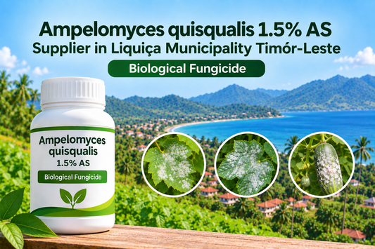 Ampelomyces quisqualis 1.5% AS Supplier in Liquiçá Municipality Timor-Leste | Biological Fungicide