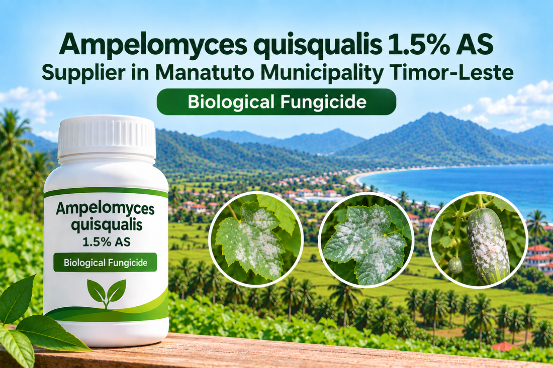 Ampelomyces quisqualis 1.5% AS Supplier in Manatuto Municipality Timor-Leste | Biological Fungicide