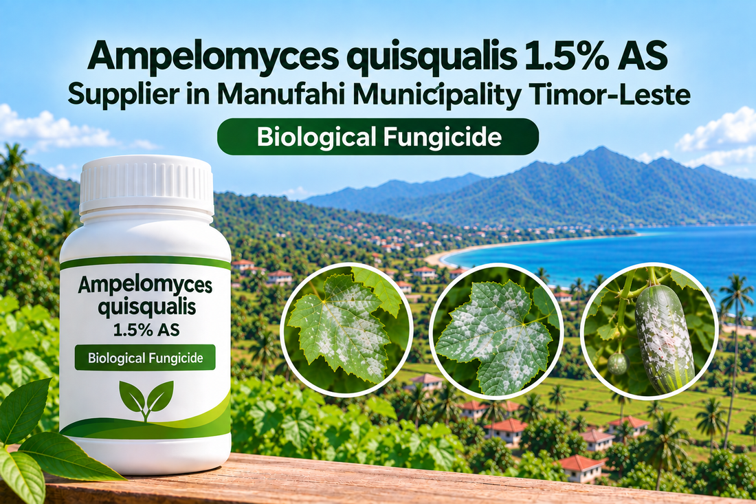 Ampelomyces quisqualis 1.5% AS Supplier in Manufahi Municipality Timor-Leste | Biological Fungicide