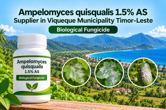 Ampelomyces quisqualis 1.5% AS Supplier in Viqueque Municipality Timor-Leste | Biological Fungicide
